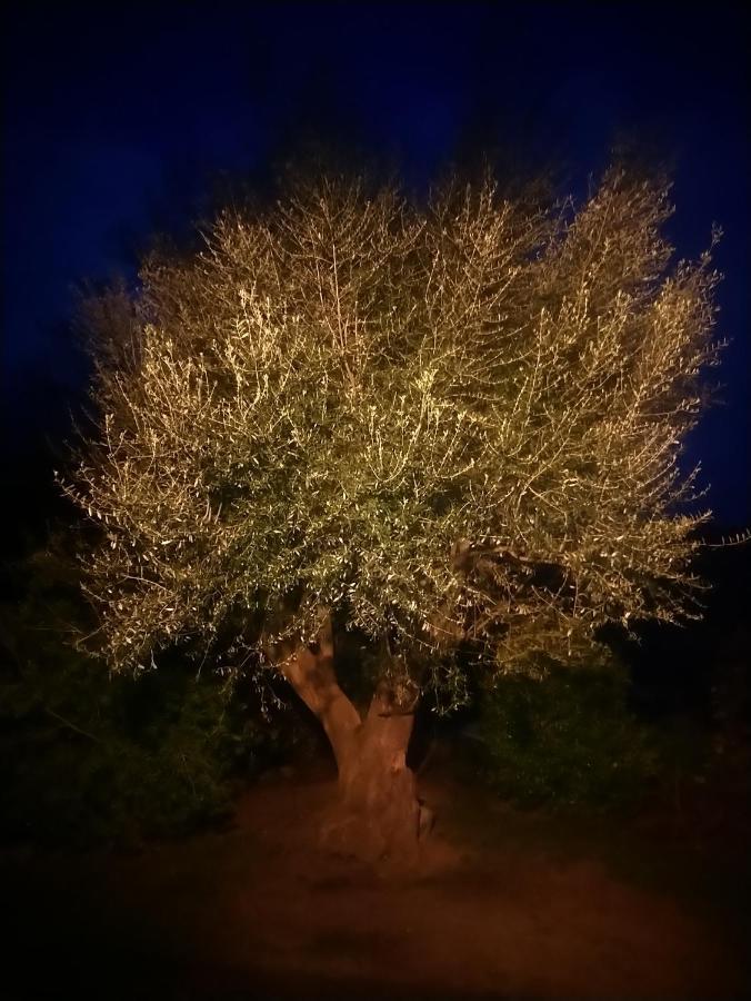 Casa Tanghicciola Daire Levie Dış mekan fotoğraf